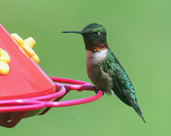 wild republic hummingbird