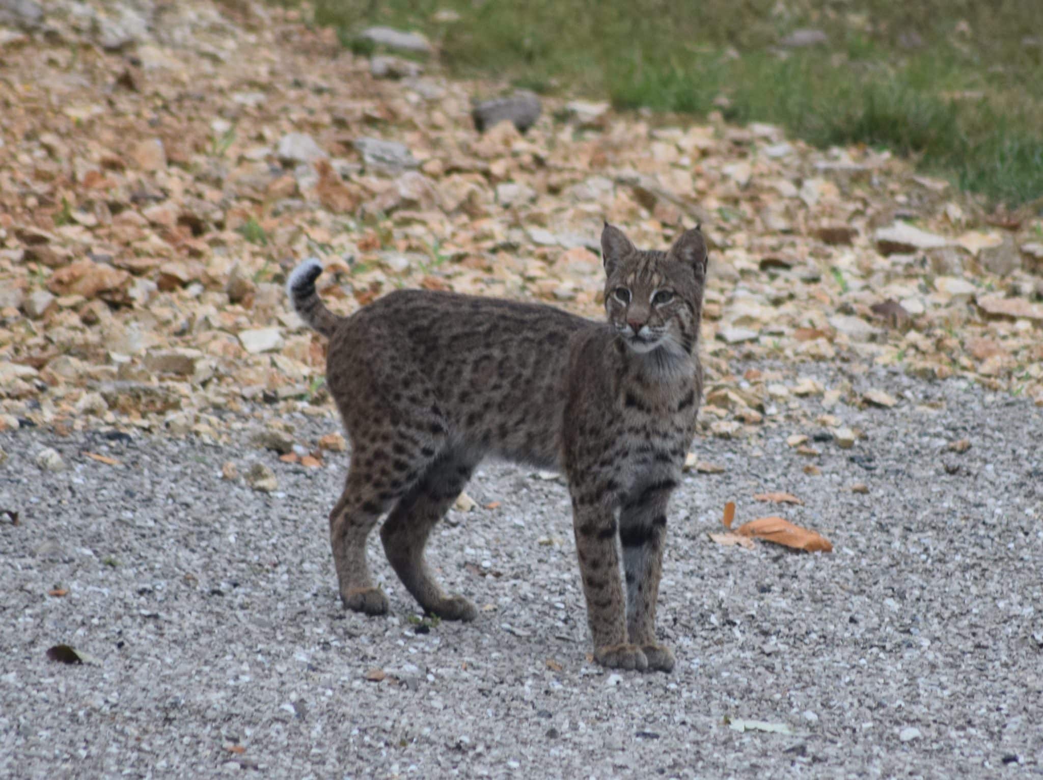 Bobcat: Illinois' Native Cat - Republic-Times | News 